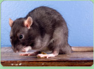 rat control Eltham