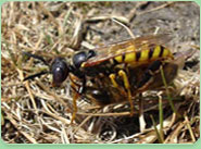 wasp control Eltham
