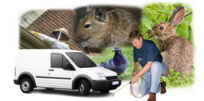 Eltham local van